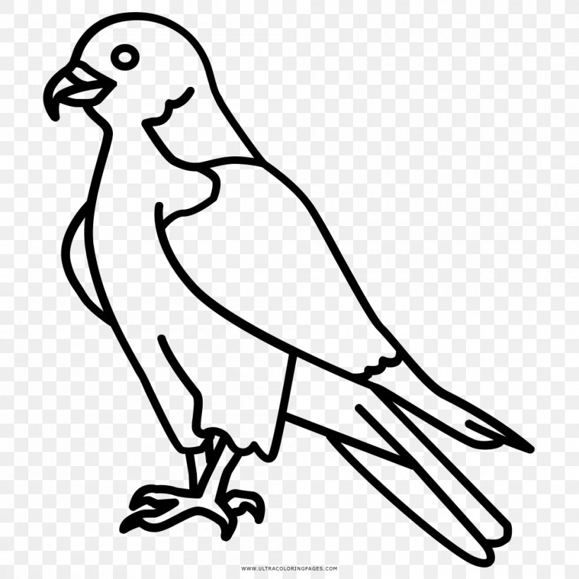 Drawing Coloring Book Falcon Beak, PNG, 1000x1000px, Drawing, Art, Artwork, Beak, Bird Download Free