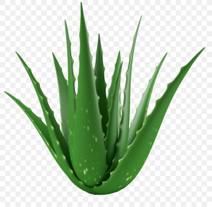 Aloe Vera Medicinal Plants Gel Leaf, PNG, 800x800px, Aloe Vera, Agave Azul, Aloe, Aloes, Flowering Plant Download Free