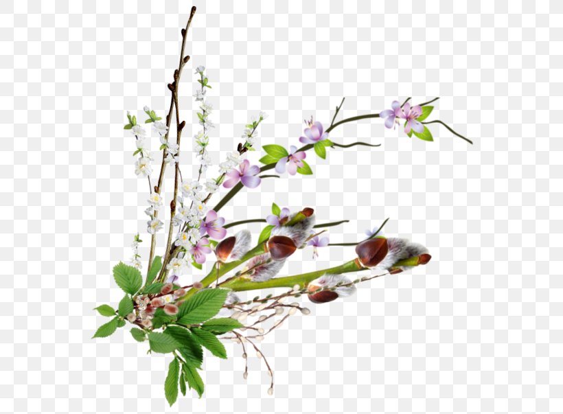 Cut Flowers Centerblog 0 Plant Stem, PNG, 569x603px, 2017, Flower, Blog, Blossom, Branch Download Free