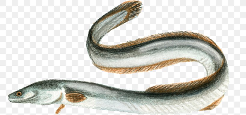 European Eel Electric Eel Fish Sargasso Sea Uliveto Terme, PNG, 767x385px, European Eel, Animal Figure, Body Jewelry, Electric Eel, European Perch Download Free