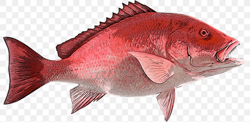 Northern Red Snapper Fishing B & A Seafood Inc, PNG, 800x402px, Northern Red Snapper, Animal Figure, Bony Fish, Cod, Fauna Download Free