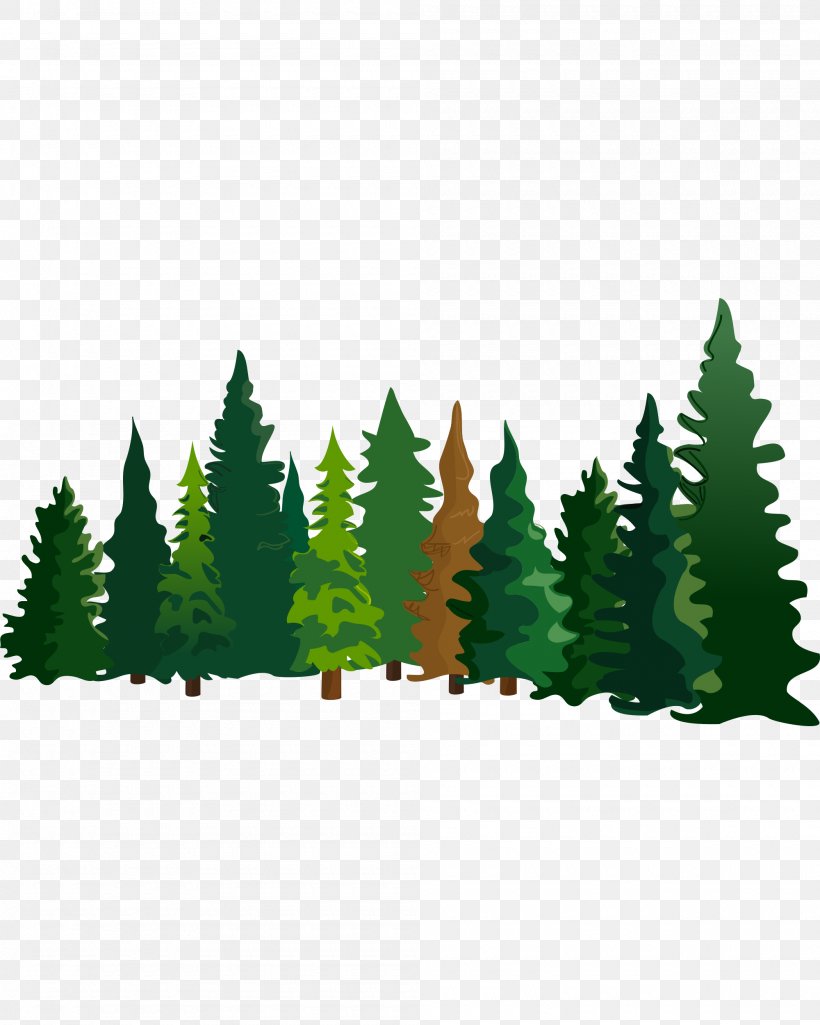Pine Fir Cartoon Spruce, PNG, 2000x2500px, Pinus Densiflora, Cartoon, Conifer, Drawing, Evergreen Download Free