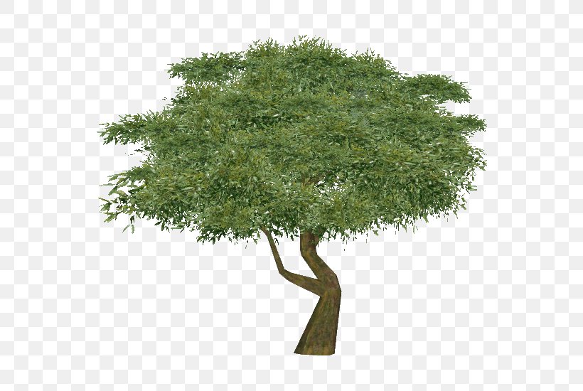 Tree Clip Art Oak Stock.xchng Image, PNG, 550x550px, Tree, Branch, Christmas Tree, Coloring Book, Flower Download Free