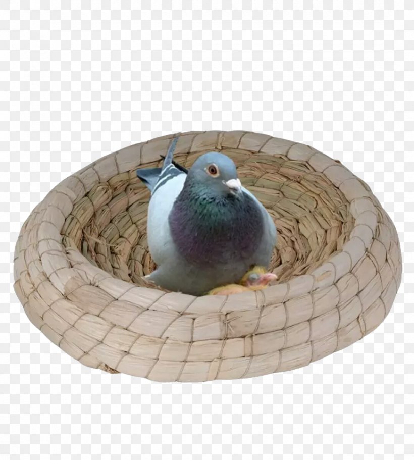 Bird Nest Budgerigar Parrot, PNG, 1080x1200px, Bird, Animal, Bird Nest, Budgerigar, Chinese Hwamei Download Free