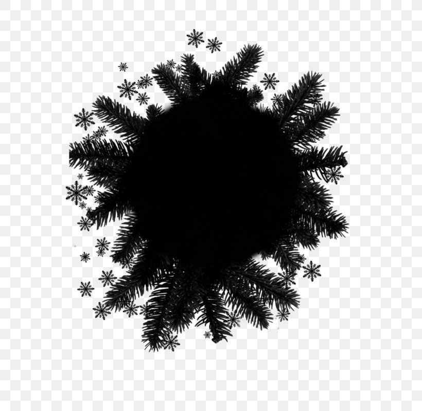 Christmas Black And White, PNG, 572x800px, Picture Frames, American Larch, Black, Branch, Christmas Decoration Download Free