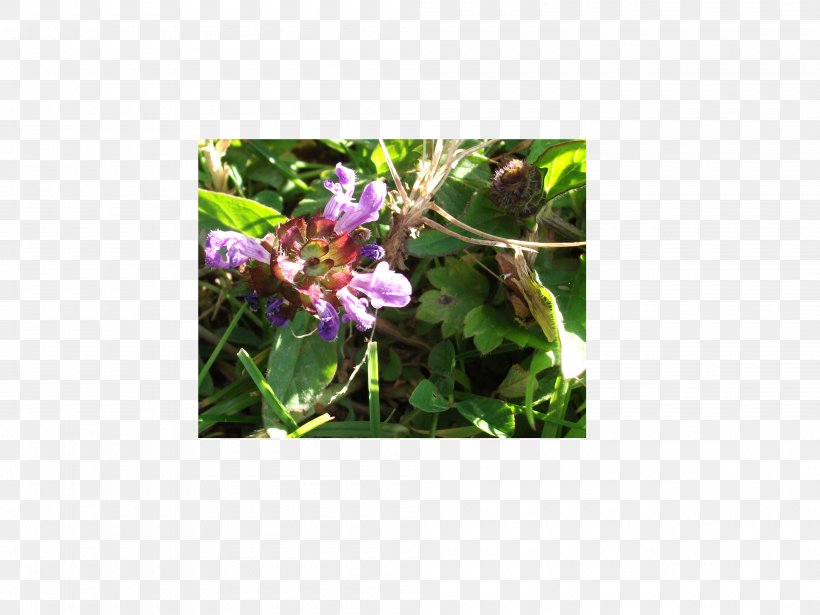 Flowering Plant Herb Wildflower Leaf, PNG, 4000x3000px, Flowering Plant, Flora, Flower, Herb, Leaf Download Free