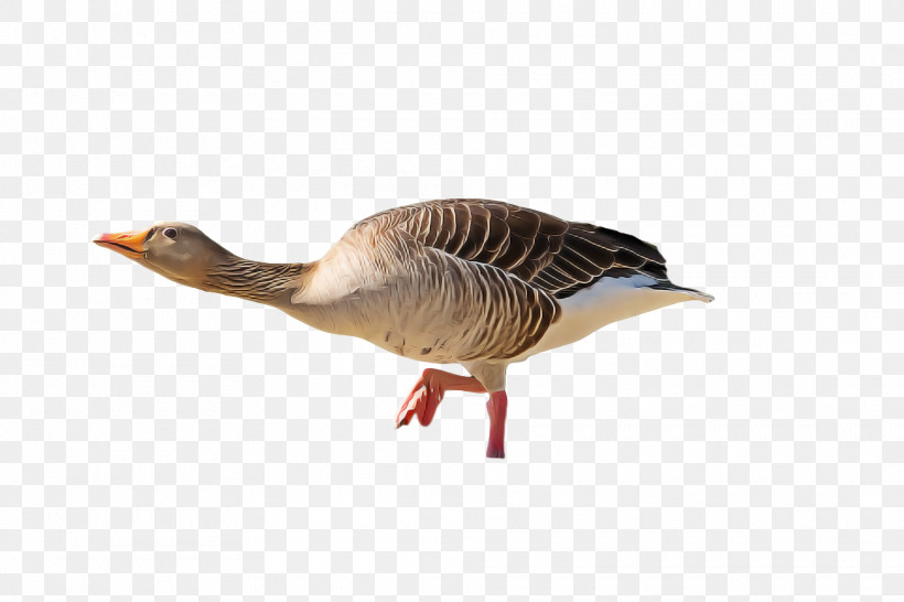 Goose Duck Birds Swans Beak, PNG, 1920x1280px, Goose, Beak, Birds, Cartoon, Cygnini Download Free