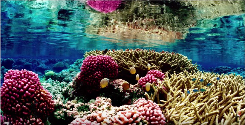 Great Barrier Reef Coral Reef Coral Bleaching Global Warming, PNG, 2141x1101px, Great Barrier Reef, Anemone, Climate Change, Coral, Coral Bleaching Download Free