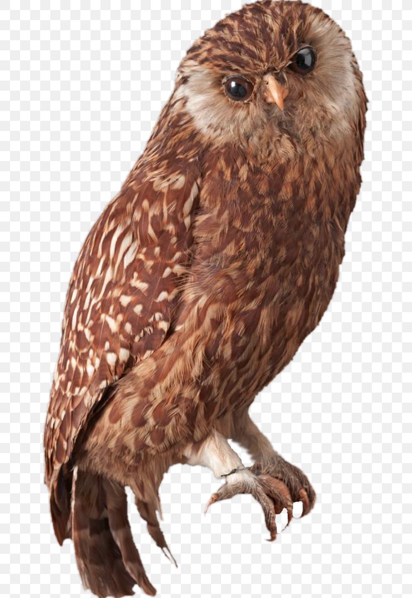 Laughing Owl Bird Of Prey Extinction, PNG, 656x1188px, Owl, Animal, Beak, Bird, Bird Of Prey Download Free