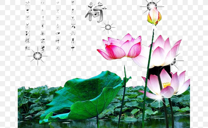 Nelumbo Nucifera Egyptian Lotus Wallpaper, PNG, 679x505px, Nelumbo Nucifera, Aquatic Plant, Blue, Color, Drawing Download Free