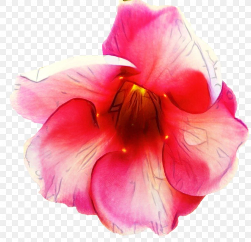 Pink Flower Cartoon, PNG, 945x915px, Rosemallows, Cattleya, Daylily, Flower, Herbaceous Plant Download Free