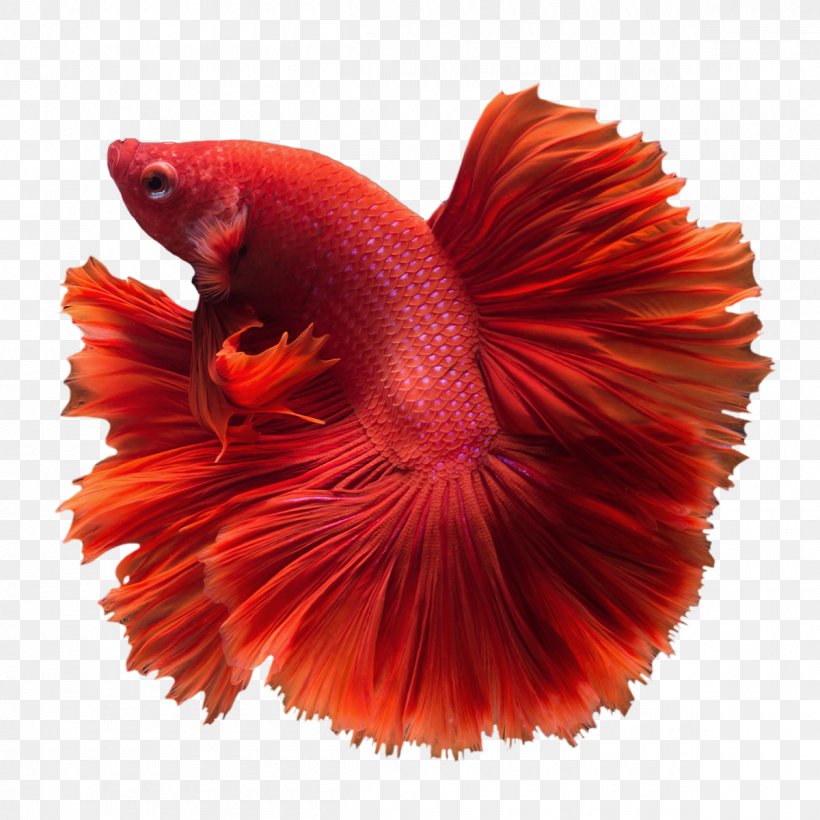 Siamese Fighting Fish Veiltail Cat Pet, PNG, 1200x1200px, Siamese Fighting Fish, Angelfish, Animal, Aquarium, Betta Download Free