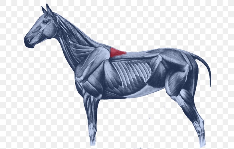 Horse Rectus Capitis Anterior Muscle Splenius Capitis Muscle Equine Anatomy Longus Capitis Muscle, PNG, 675x524px, Horse, Anatomy, Bridle, Cervical Vertebrae, Equine Anatomy Download Free