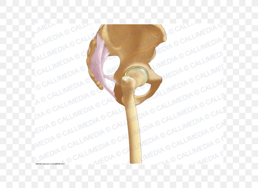 Pelvis Anatomy Bone Ligament Sacrum, PNG, 600x600px, Pelvis, Anatomy, Bone, Ear, Fascia Download Free