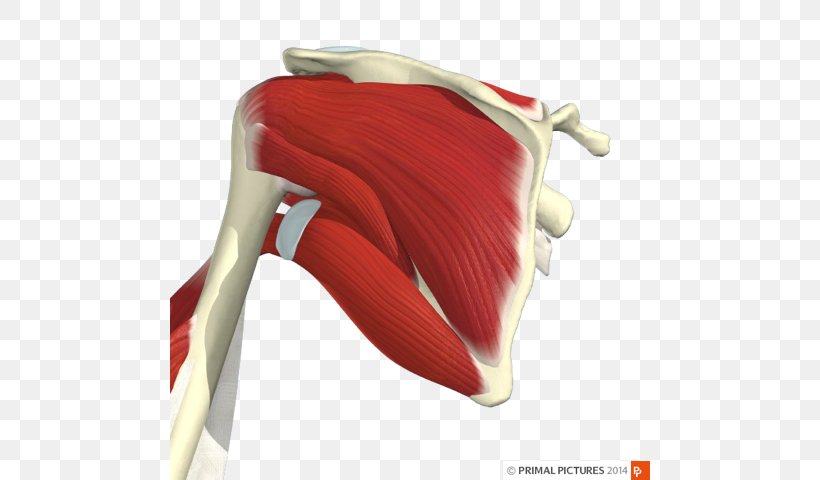 Shoulder Infraspinatus Muscle Supraspinatus Muscle Tendinopathy Subscapularis Muscle, PNG, 480x480px, Shoulder, Anatomy, Biceps, Brachialis Muscle, Clinical Neurophysiology Download Free
