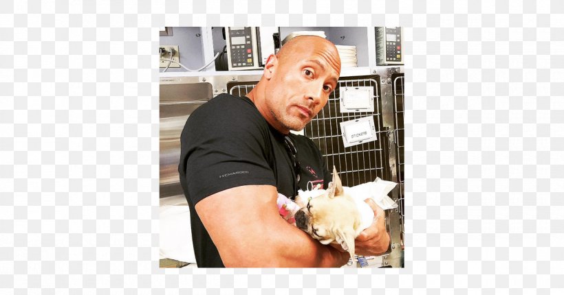 The Rock Says-- : The Most Electrifying Man In Sports-entertainment Puppy French Bulldog Death, PNG, 1200x630px, Puppy, Actor, Arm, Ata Johnson, Bulldog Download Free