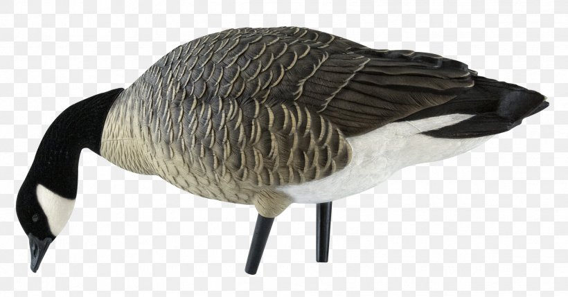 Canada Goose Mallard Decoy, PNG, 1866x978px, Goose, Animal Figure, Bass Pro Shops, Beak, Bird Download Free