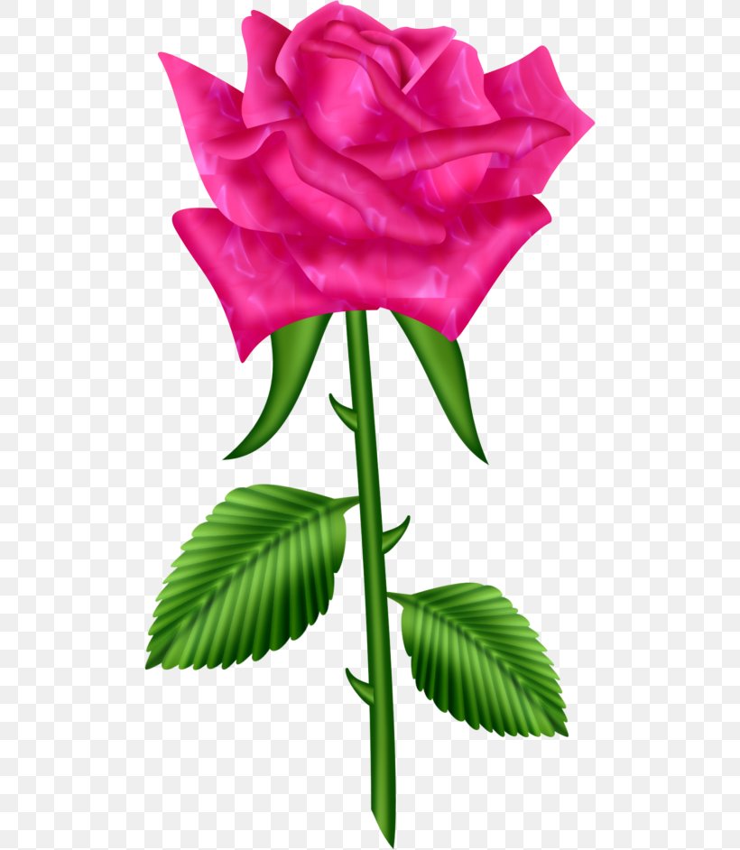 Garden Roses Clip Art Image Tea Rose, PNG, 500x942px, Garden Roses, Beach Rose, Bud, Cabbage Rose, China Rose Download Free
