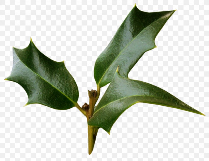 Ilex Crenata Ilex Cornuta Plant Material Christmas, PNG, 1000x770px, Ilex Crenata, Advent Wreath, Aquifoliaceae, Branch, Christmas Download Free