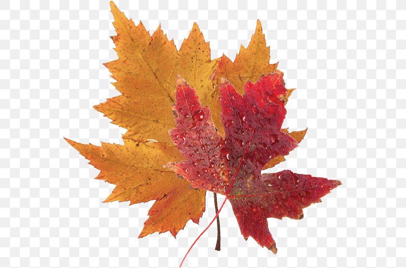 Japanese Maple Red Maple Silver Maple Autumn Leaf Color, PNG, 565x542px, Japanese Maple, Autumn, Autumn Leaf Color, Color, Leaf Download Free