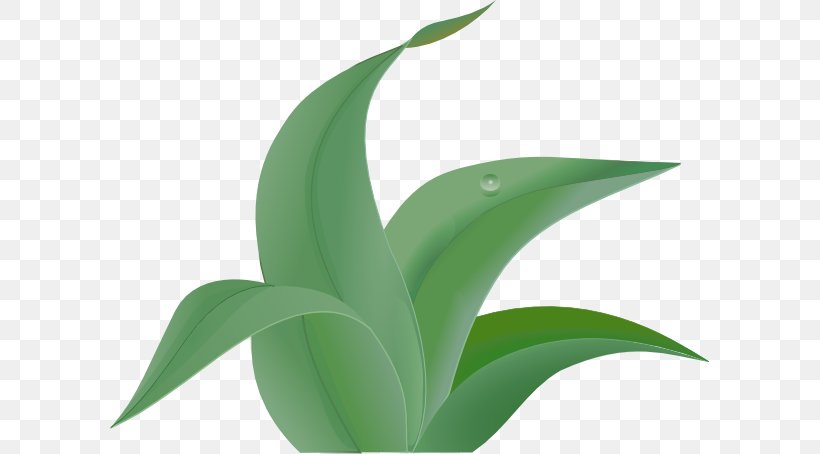 Jungle Free Content Leaf Clip Art, PNG, 600x454px, Jungle, Agave, Blog, Computer, Flora Download Free