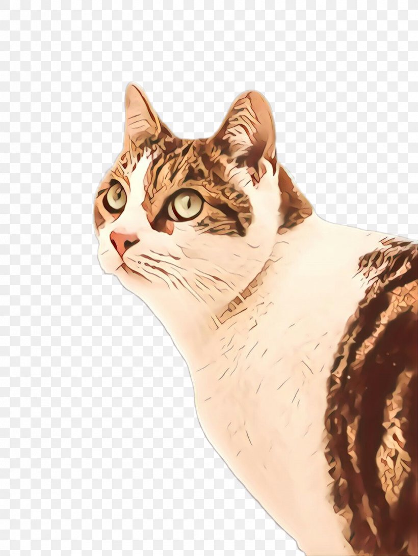 Cat Small To Medium-sized Cats Whiskers American Wirehair European Shorthair, PNG, 1732x2307px, Cartoon, Aegean Cat, American Bobtail, American Wirehair, Cat Download Free