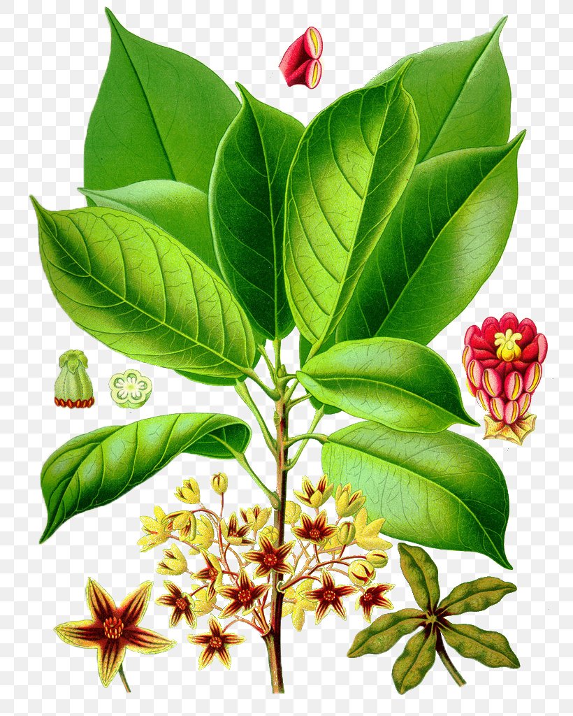 Cola Acuminata Soft Drink Kxf6hlers Medicinal Plants Kola Nut, PNG, 780x1024px, Cola Acuminata, Camphor Tree, Cola, Cumin, Flower Download Free