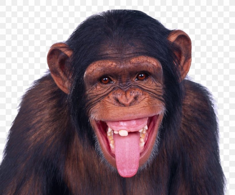 Monkey Chimpanzee Ape, PNG, 1247x1034px, Chimpanzee, Aggression, Android, Animal, Ape Download Free