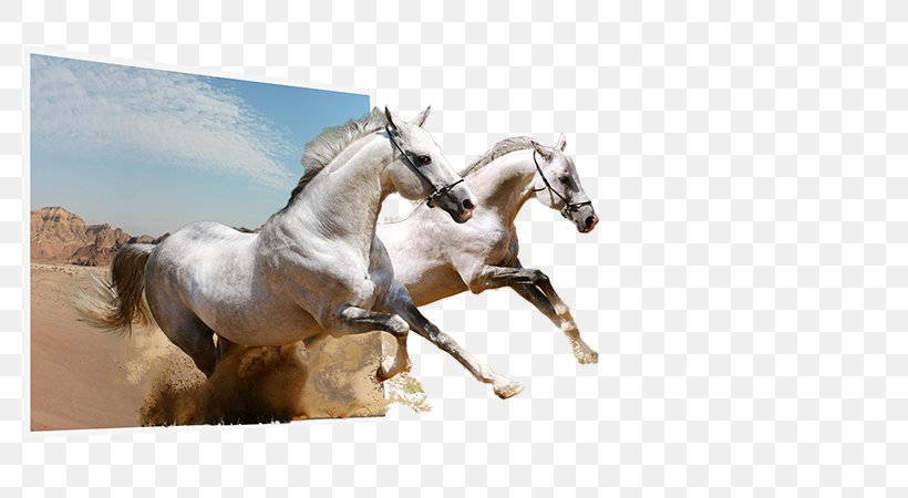 Stallion Camargue Horse Mustang Clip Art, PNG, 800x450px, Stallion, Animal, Bridle, Camargue Horse, Course De Chevaux Download Free