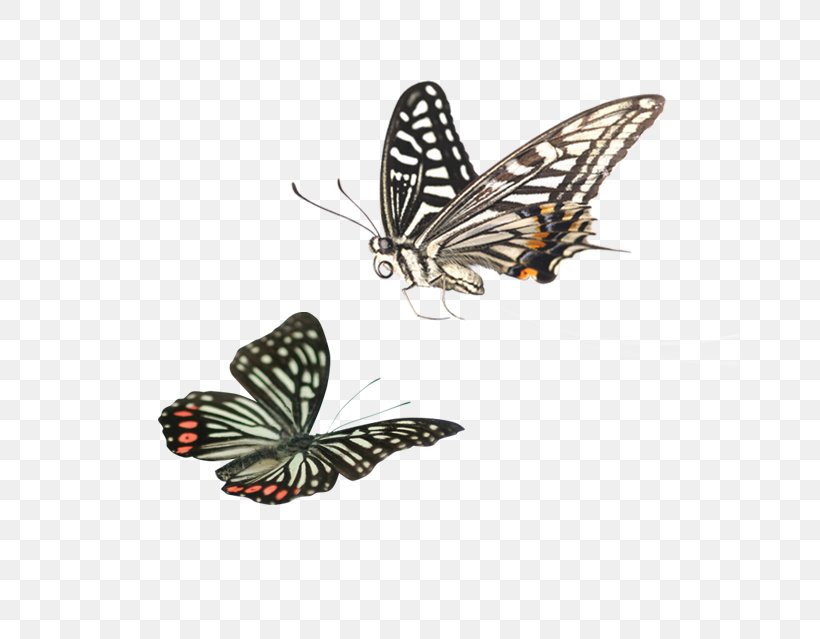 Google Images Clip Art, PNG, 695x639px, Google Images, Arthropod, Brush Footed Butterfly, Butterfly, Cartoon Download Free