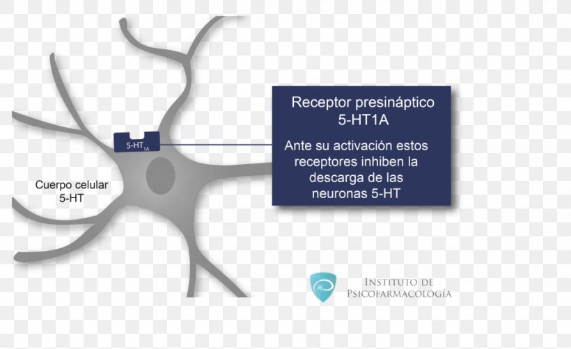 5-HT1A Receptor 5-HT Receptor Agonist Serotonin, PNG, 1024x627px, 5ht1a Receptor, 5ht3 Receptor, 5ht Receptor, Agonist, Brand Download Free