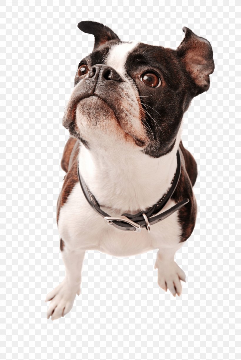 Boston Terrier Yorkshire Terrier Puppy Rat Terrier Pit Bull, PNG, 1372x2048px, Boston Terrier, Brindle, Carnivoran, Collar, Companion Dog Download Free