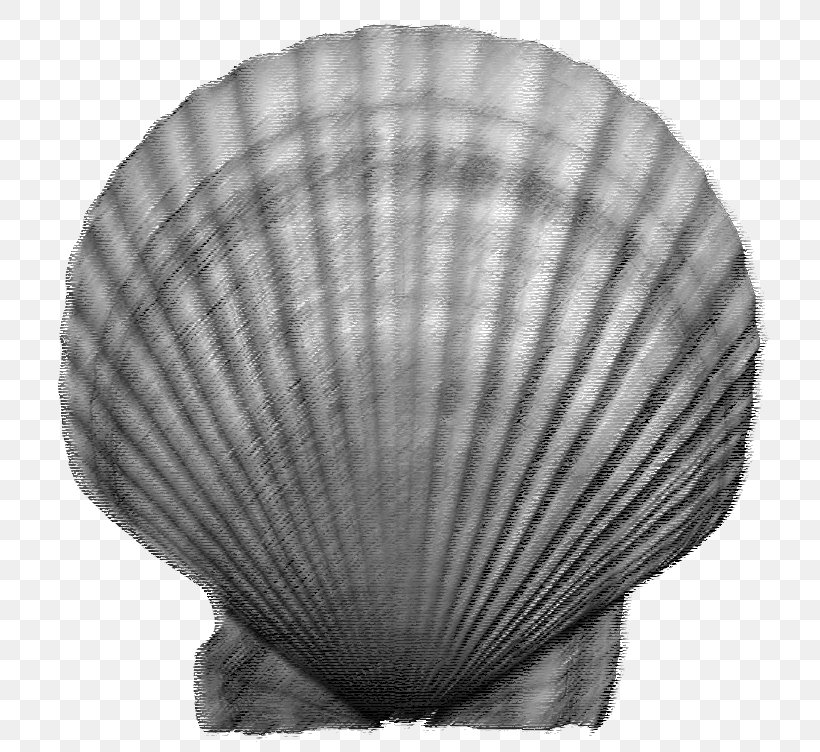 Key Chains Cockle Poster Image Florida, PNG, 750x752px, Key Chains, Art, Black And White, Canvas, Clam Download Free