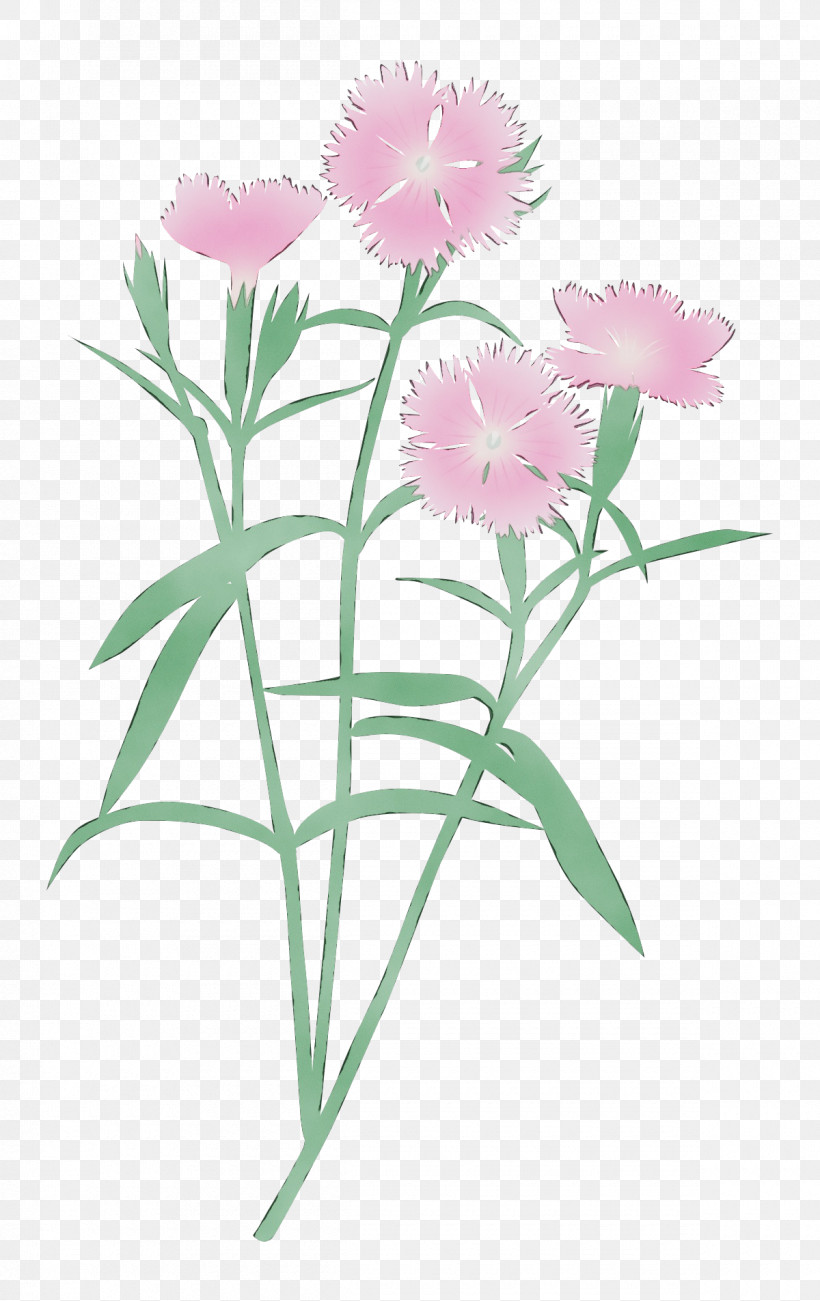 Flower Plant Pink Sweet William Petal, PNG, 1200x1905px, Watercolor, Carnation, Cut Flowers, Dianthus, Flower Download Free