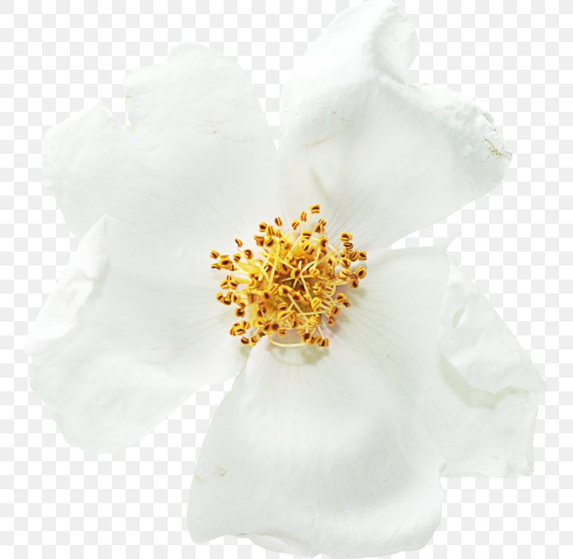 Flowers Background, PNG, 750x800px, Cut Flowers, Flower, Petal, Plant, Pollen Download Free