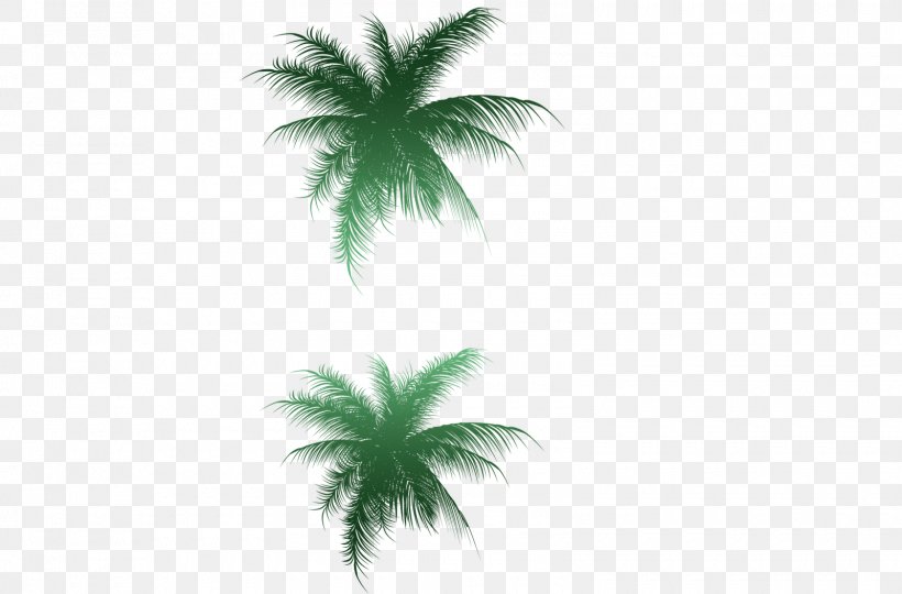 Palm Trees Image Vector Graphics Clip Art, PNG, 1600x1054px, Palm Trees, Arecales, Coconut, Grass, Green Download Free