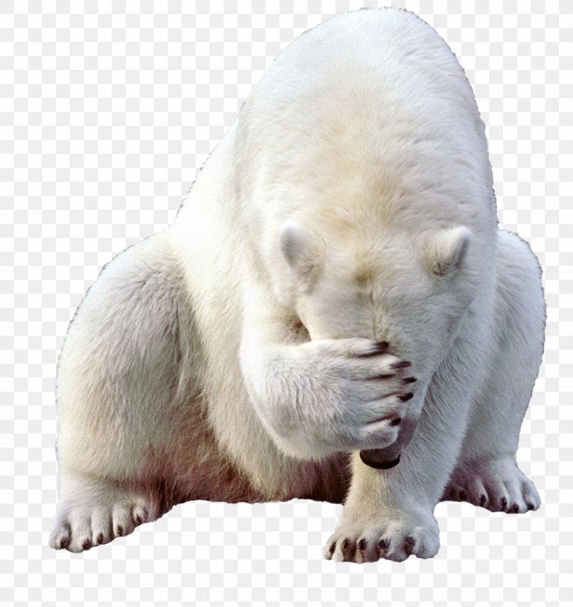 Baby Polar Bear Kodiak Bear, PNG, 1209x1280px, Polar Bear, Baby Polar Bear, Bear, Brown Bear, Carnivoran Download Free