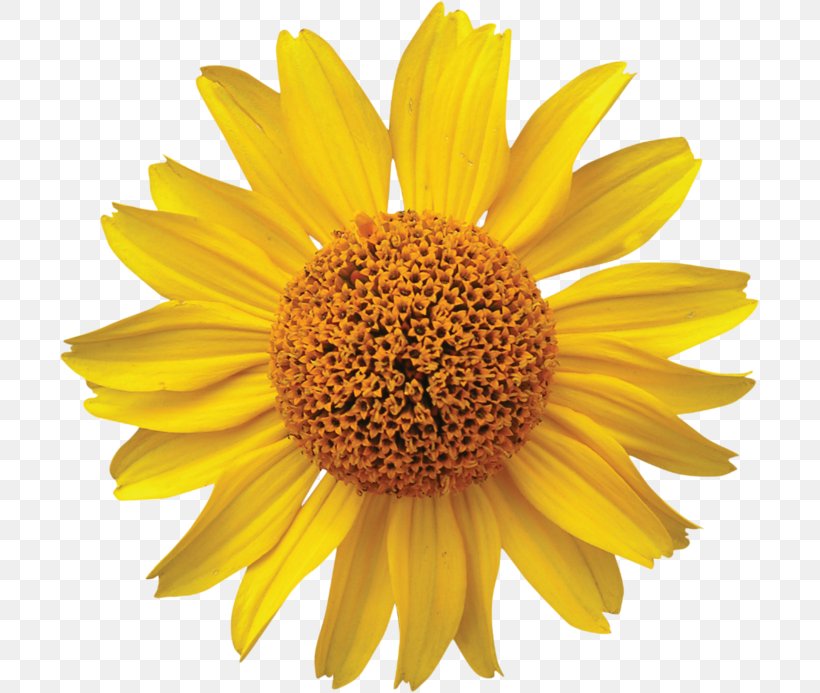 Burpee Mammoth Russian Sunflower Seeds 200 Seeds Sunflower CBT Services Piano Podcast Illustration, PNG, 700x693px, Piano, Annual Plant, Asterales, Daisy, Daisy Family Download Free