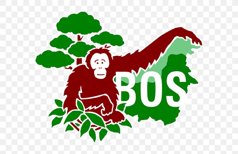 Central Kalimantan Bornean Orangutan Samboja Lestari Primate Borneo Orangutan Survival, PNG, 591x531px, Central Kalimantan, Bornean Orangutan, Borneo, Borneo Orangutan Survival, Branch Download Free