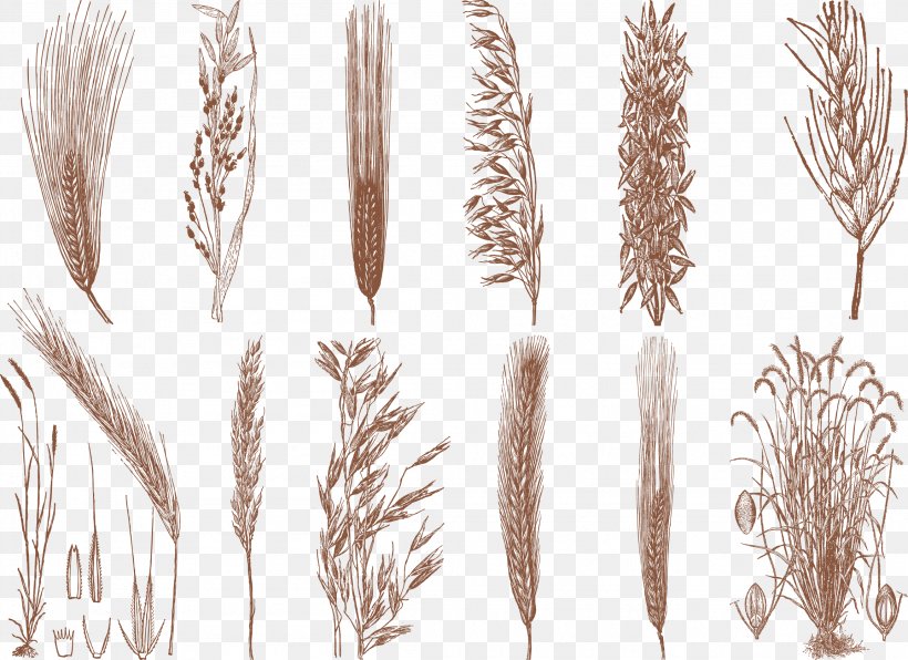 Drawing Cereal Grain, PNG, 2304x1675px, Drawing, Art, Cereal, Commodity, Emmer Download Free