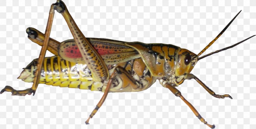Grasshoppers And Crickets Insect Image, PNG, 1280x649px, Grasshopper, Arthropod, Band Winged Grasshoppers, Cricket, Cricketlike Insect Download Free