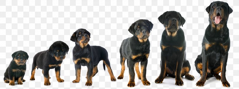 Rottweiler English Mastiff Puppy Great Dane Dalmatian Dog, PNG, 1500x558px, Rottweiler, American Kennel Club, Animal, Bark, Breed Download Free