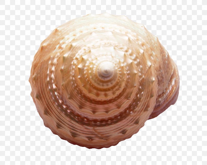 Seashell Sea Snail Marine, PNG, 1000x800px, Seashell, Art, Clam, Clams Oysters Mussels And Scallops, Cockle Download Free