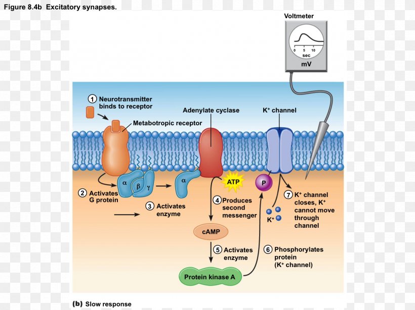 Water Diagram, PNG, 1454x1089px, Water, Diagram, Organism, Potassium, Technology Download Free