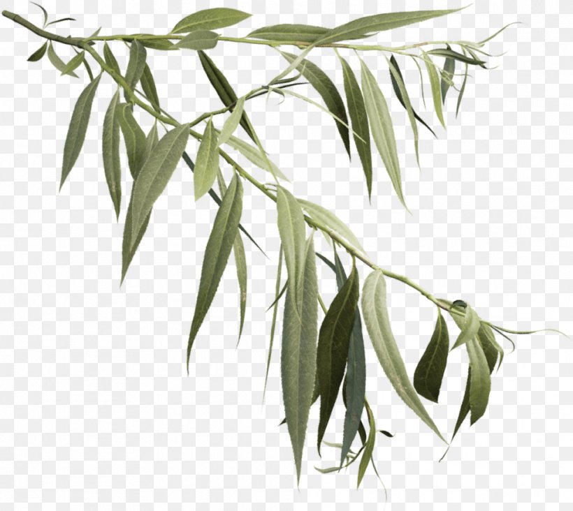 Weeping Willow Tree Drawing, PNG, 989x883px, White Willow, Bark, Branch, Daphne Willow, Drawing Download Free