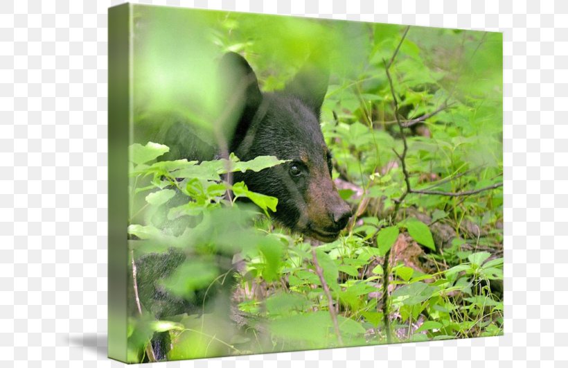 Fauna Wildlife Rainforest Snout, PNG, 650x531px, Fauna, Bear, Flora, Grass, Jungle Download Free