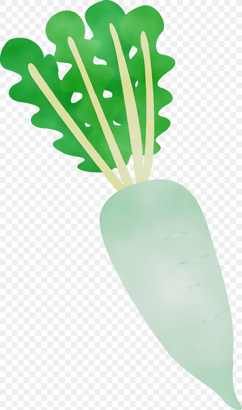 Leaf Plant Structure Science Plants Biology, PNG, 1768x3000px, Radish, Biology, Leaf, Paint, Plant Structure Download Free