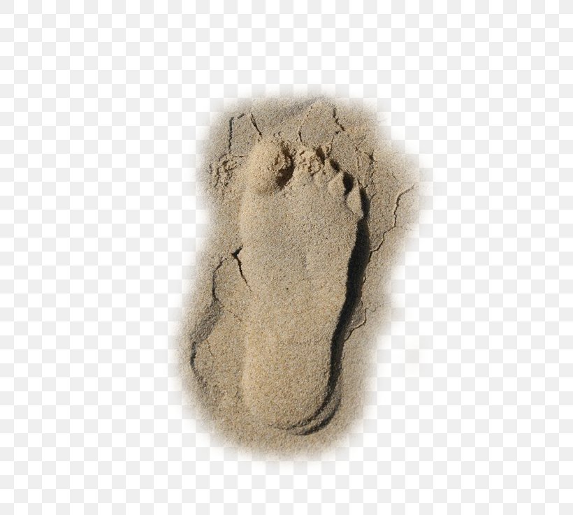 Beach Sand Footprint, PNG, 567x737px, Beach, Carnivoran, Footprint, Fur, Gratis Download Free
