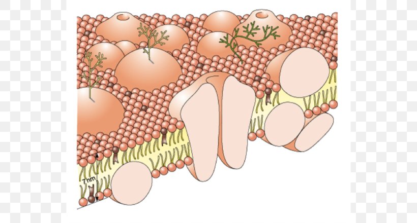 Cell Membrane Lung Biological Membrane Organelle, PNG, 800x440px, Cell Membrane, Biological Membrane, Biology, Cell, Cell Surface Receptor Download Free