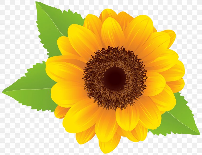 Download Common Sunflower Clip Art, PNG, 8000x6139px, Common Sunflower, Annual Plant, Daisy Family, Flower, Flowering Plant Download Free